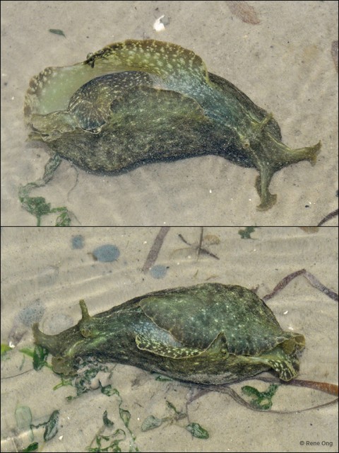Aplysiidae sp. "Sea hare 1" • © Rene Ong • All Rights Reserved