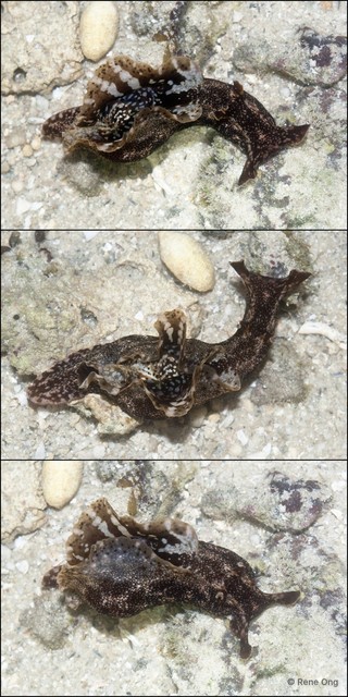 Aplysiidae sp. "Sea hare 2" • © Rene Ong • All Rights Reserved