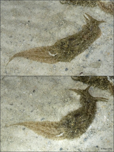 Aplysiidae sp. "Sea hare 3" • © Rene Ong • All Rights Reserved