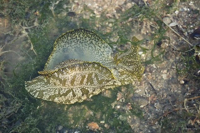 Aplysiidae sp. "Sea hare 4" • © Rene Ong • All Rights Reserved