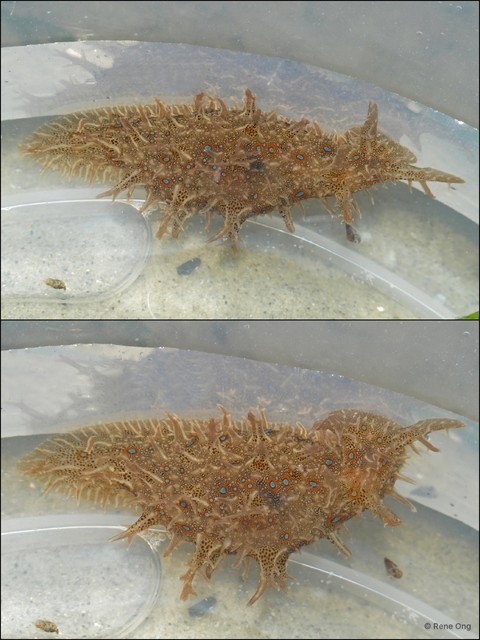 Aplysiidae sp. "Sea hare 5" • © Rene Ong • All Rights Reserved