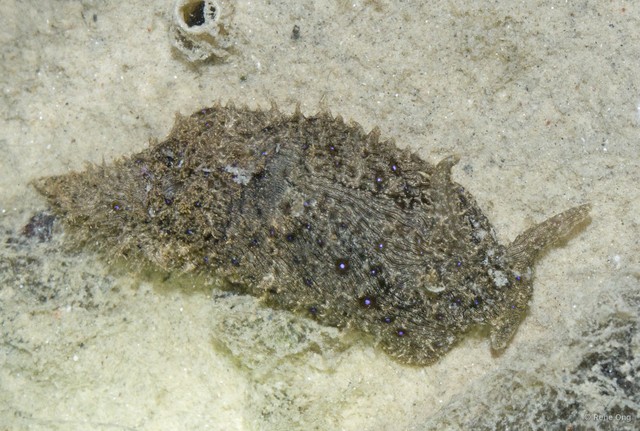 Aplysiidae sp. "Sea hare 6" • © Rene Ong • All Rights Reserved