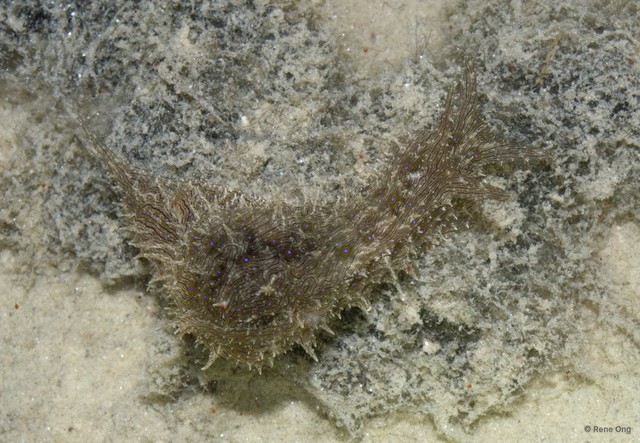 Aplysiidae sp. "Sea hare 7" • © Rene Ong • All Rights Reserved