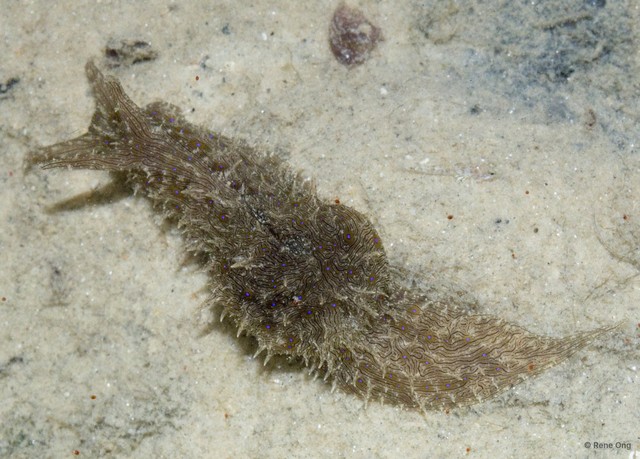 Aplysiidae sp. "Sea hare 8" • © Rene Ong • All Rights Reserved
