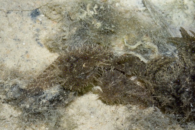 Aplysiidae sp. "Sea hare 9" • © Rene Ong • All Rights Reserved