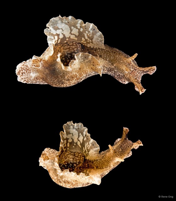 Aplysiidae sp. "Sea hare SS-1924" • © Rene Ong • All Rights Reserved