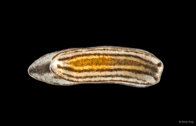 Aplysiidae sp. "Sea slug SS-1944" • © Rene Ong • All Rights Reserved
