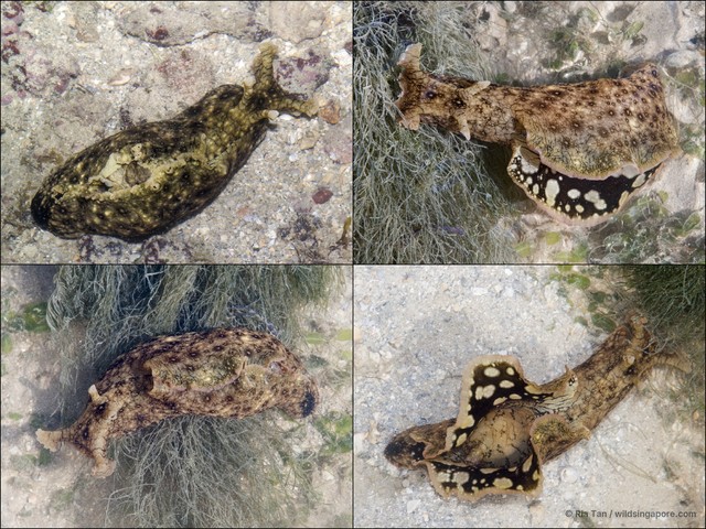 Aplysia dactylomela • © Ria Tan • All Rights Reserved