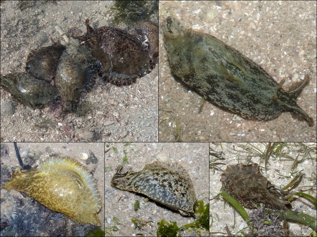 Aplysia oculifera