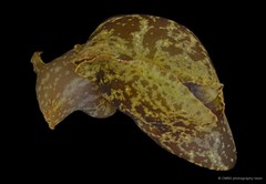 Aplysia oculifera • © CMBS photography team • All Rights Reserved