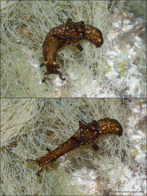 Aplysia parvula • © Ria Tan • All Rights Reserved
