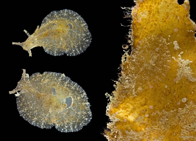 Phyllaplysia sp. "1" • © Rene Ong • All Rights Reserved