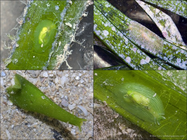Phyllaplysia sp. "c8f771e1" • © Ria Tan • All Rights Reserved