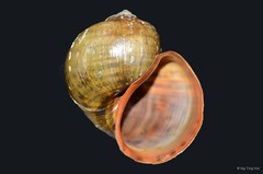 Pomacea canaliculata