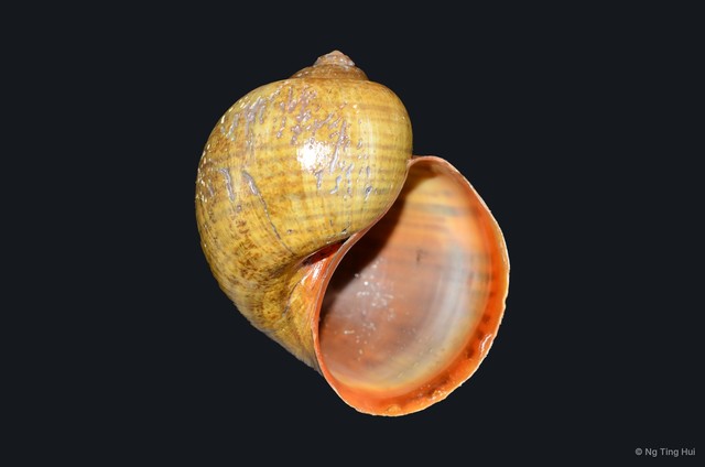 Pomacea maculata • © Ng Ting Hui • All Rights Reserved