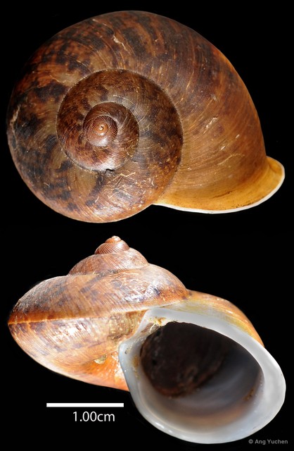 Cyclophorus aquilus • © Ang Yuchen • All Rights Reserved