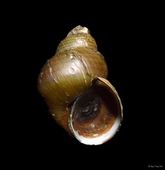 Filopaludina sumatrensis
