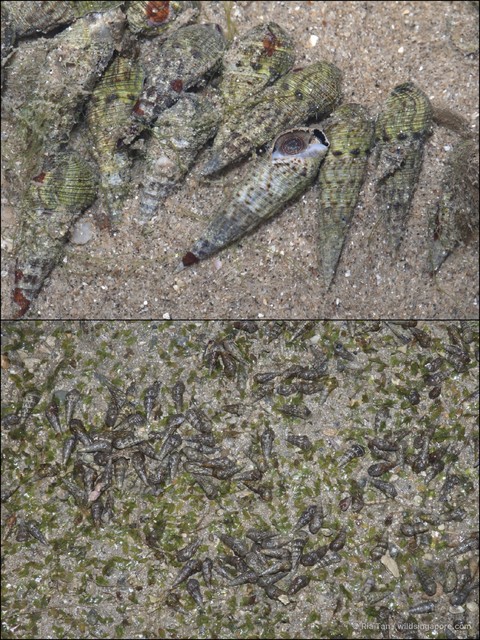 Batillaria zonalis
