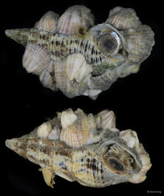 Batillaria zonalis