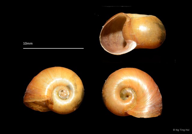 Indoplanorbis exustus • © Ng Ting Hui • All Rights Reserved