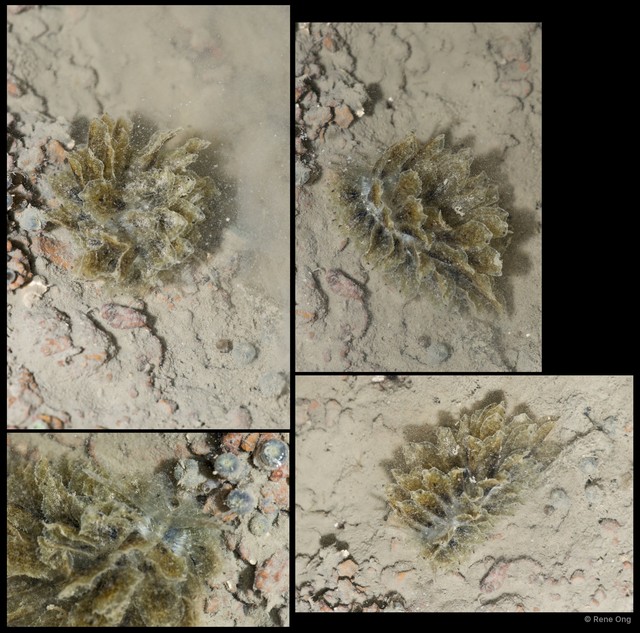 Polybranchia orientalis