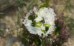 Polybranchia orientalis • © Rene Ong • All Rights Reserved