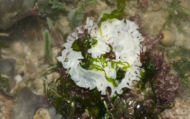 Polybranchia orientalis