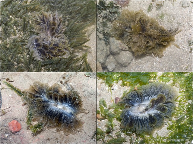 Polybranchia orientalis