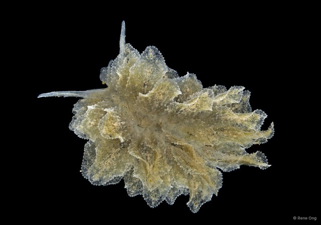 Polybranchia orientalis • © Rene Ong • All Rights Reserved