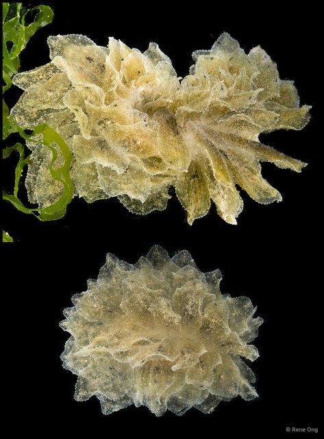Polybranchia orientalis