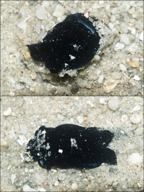 Aglajidae sp. "912ca87f" • © Rene Ong • All Rights Reserved