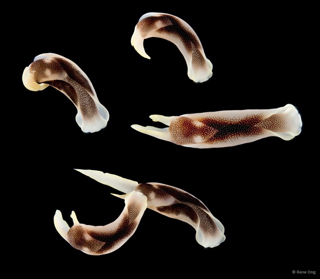 Chelidonura amoena • © Rene Ong • All Rights Reserved