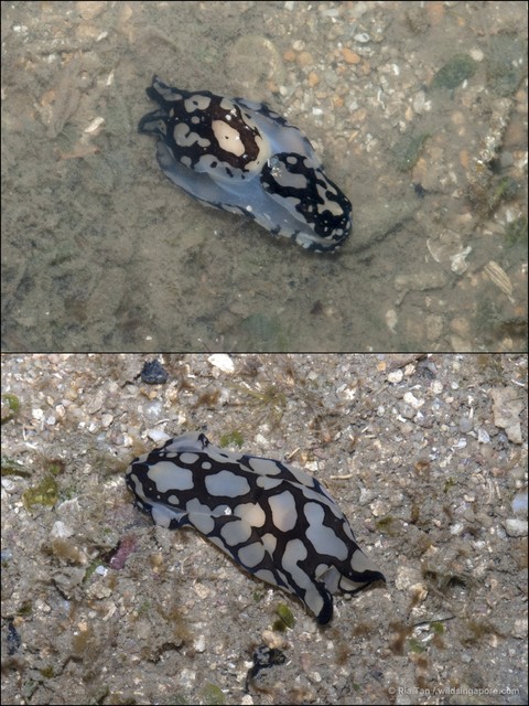 Philinopsis sp. "cf. pilsbryi"