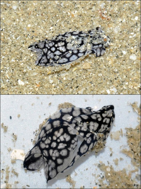 Philinopsis sp. "cf. pilsbryi"