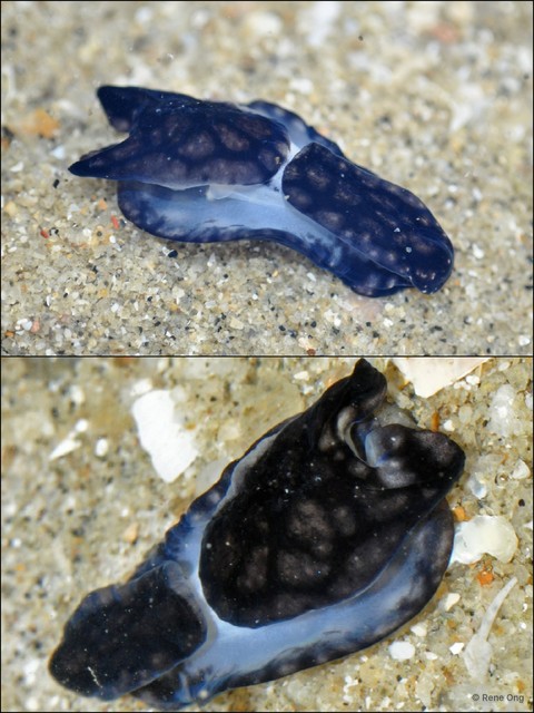 Philinopsis sp. "cf. pilsbryi"