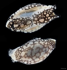 Philinopsis sp. "cf. pilsbryi" • © Rene Ong • All Rights Reserved