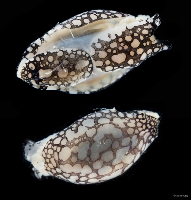 Philinopsis sp. "cf. pilsbryi" • © Rene Ong • All Rights Reserved