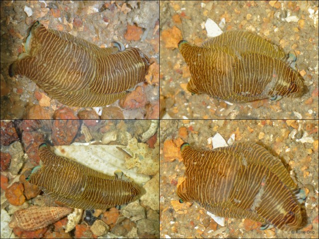 Tubulophilinopsis lineolata • © Rene Ong • All Rights Reserved