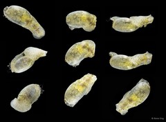 Haminoeidae sp. "10"