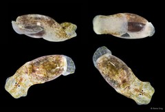 Haminoeidae sp. "3"
