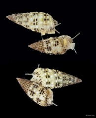 Cerithium alutaceum • © Rene Ong • All Rights Reserved