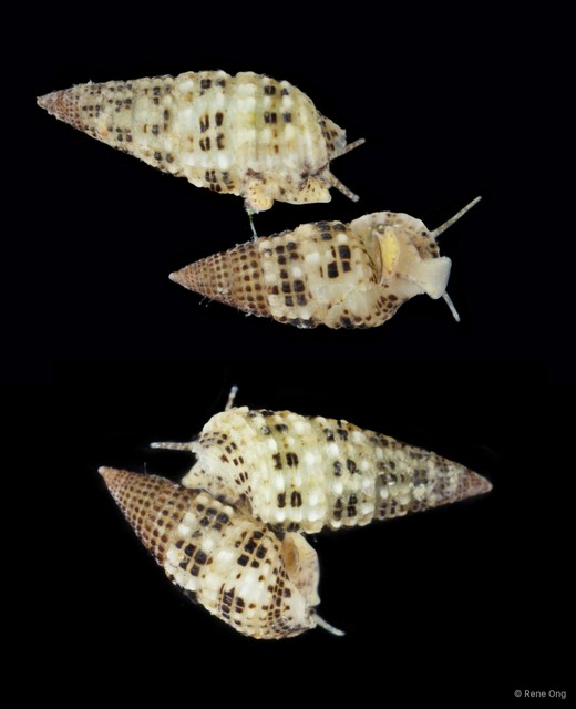 Cerithium alutaceum • © Rene Ong • All Rights Reserved