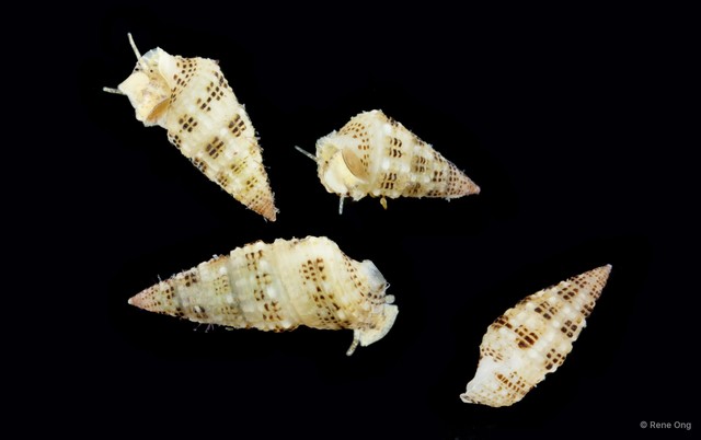 Cerithium alutaceum