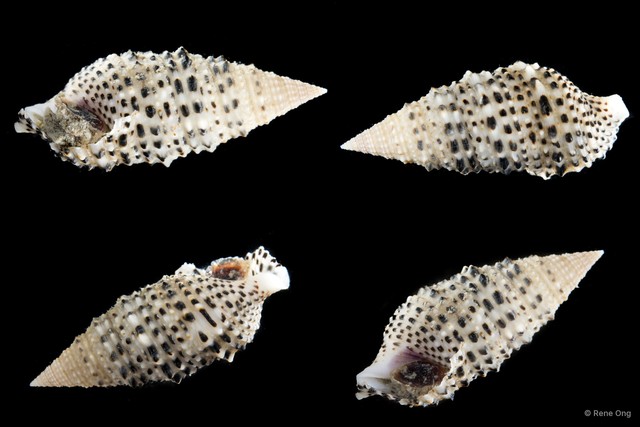 Cerithium zonatum • © Rene Ong • All Rights Reserved
