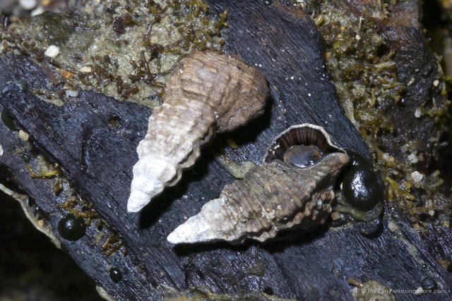 Clypeomorus pellucida • © Ria Tan • All Rights Reserved