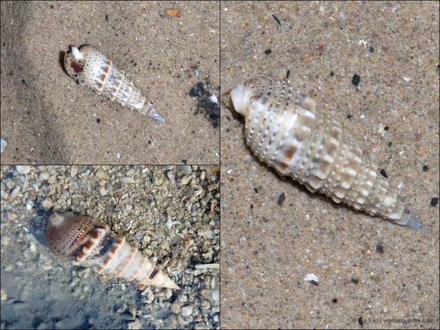 Rhinoclavis sinensis
