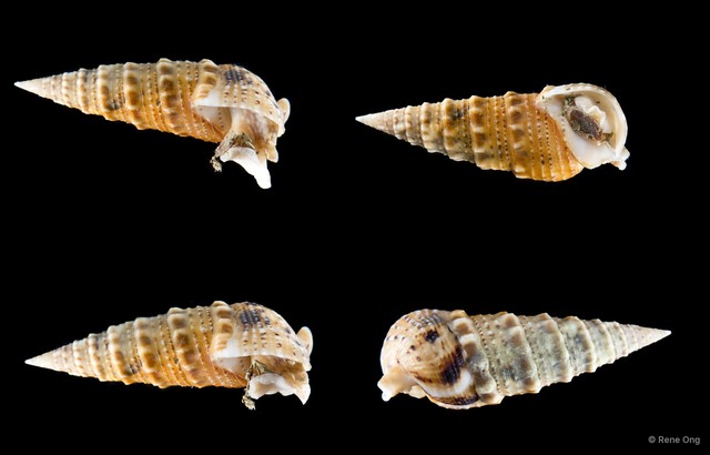 Rhinoclavis sinensis