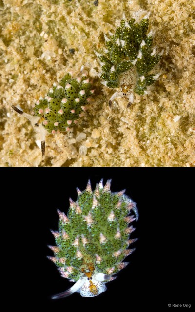 Costasiella sp. "1" • © Rene Ong • All Rights Reserved