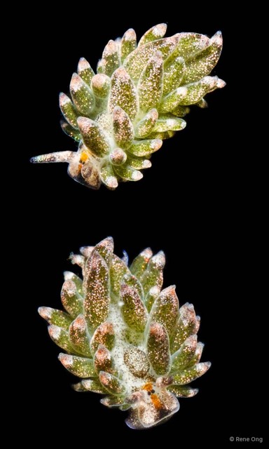 Costasiella sp. "2" • © Rene Ong • All Rights Reserved