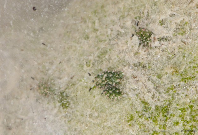 Costasiella sp. "912ca857" • © Rene Ong • All Rights Reserved
